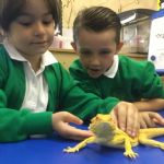gecko2