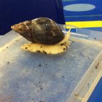 snail1