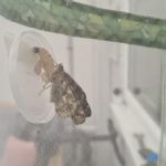 butterflies13