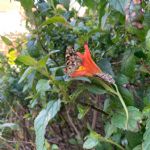 butterflies15