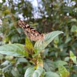 butterflies16