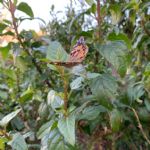 butterflies17