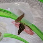 butterflies2