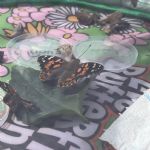 butterflies23