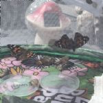 butterflies24