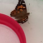 Butterfly progress