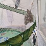 butterflies6