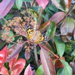 butterfly1