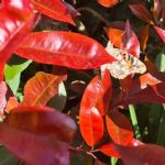 butterfly3