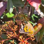 butterfly4