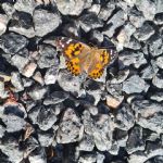 butterfly5